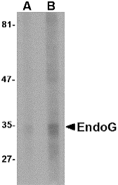 Western blot - EndoG Monoclonal Antibody from Signalway Antibody (26016) - Antibodies.com