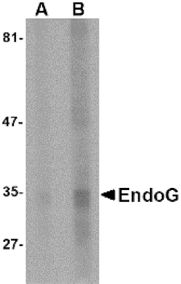 Western blot - EndoG Monoclonal Antibody from Signalway Antibody (26016) - Antibodies.com