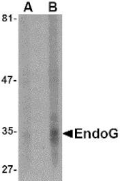 Western blot - EndoG Monoclonal Antibody from Signalway Antibody (26017) - Antibodies.com