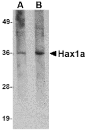 Western blot - Hax1a Monoclonal Antibody from Signalway Antibody (26021) - Antibodies.com