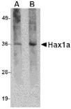 Western blot - Hax1a Monoclonal Antibody from Signalway Antibody (26021) - Antibodies.com