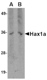 Western blot - Hax1a Monoclonal Antibody from Signalway Antibody (26022) - Antibodies.com