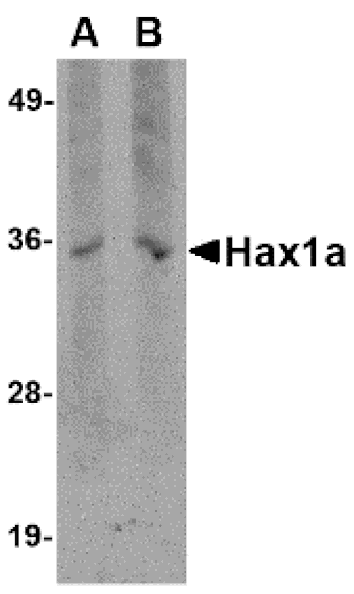 Western blot - Hax1a Monoclonal Antibody from Signalway Antibody (26022) - Antibodies.com