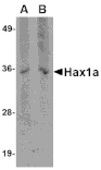 Western blot - Hax1a Monoclonal Antibody from Signalway Antibody (26022) - Antibodies.com