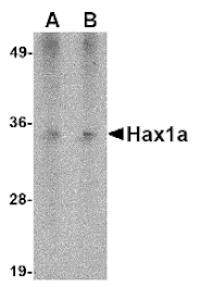 Western blot - Hax1a Monoclonal Antibody from Signalway Antibody (26023) - Antibodies.com