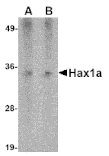 Western blot - Hax1a Monoclonal Antibody from Signalway Antibody (26023) - Antibodies.com