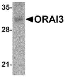 Western blot - ORAI3 Monoclonal Antibody from Signalway Antibody (26029) - Antibodies.com