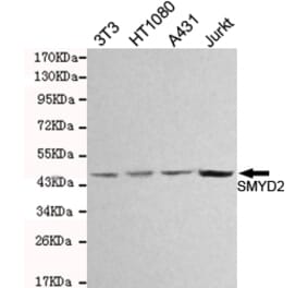 Western blot - SMYD2 Monoclonal Antibody from Signalway Antibody (27084) - Antibodies.com