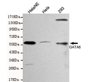Western blot - GATA6 Monoclonal Antibody from Signalway Antibody (27092) - Antibodies.com
