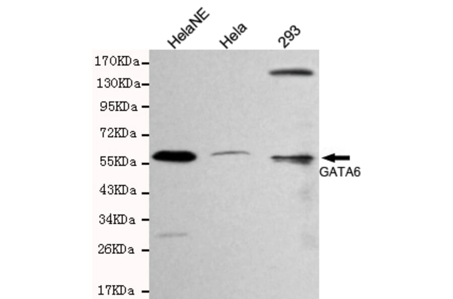 Western blot - GATA6 Monoclonal Antibody from Signalway Antibody (27092) - Antibodies.com