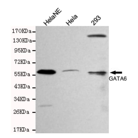 Western blot - GATA6 Monoclonal Antibody from Signalway Antibody (27092) - Antibodies.com