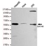 Western blot - GATA6 Monoclonal Antibody from Signalway Antibody (27092) - Antibodies.com