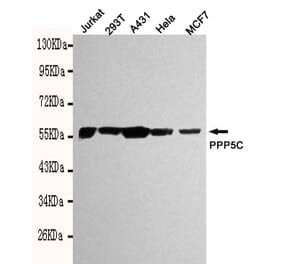 Western blot - PPP5C Monoclonal Antibody from Signalway Antibody (27096) - Antibodies.com