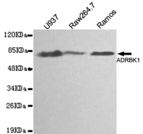 Western blot - BARK1 Monoclonal Antibody from Signalway Antibody (27101) - Antibodies.com