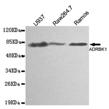 Western blot - BARK1 Monoclonal Antibody from Signalway Antibody (27101) - Antibodies.com