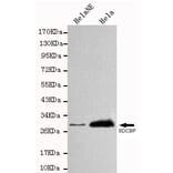 Western blot - SDCBP Monoclonal Antibody from Signalway Antibody (27105) - Antibodies.com