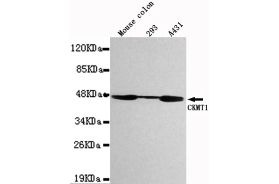 Western blot - CKMT1 Monoclonal Antibody from Signalway Antibody (27110) - Antibodies.com