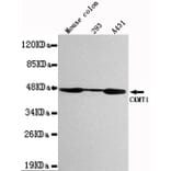 Western blot - CKMT1 Monoclonal Antibody from Signalway Antibody (27110) - Antibodies.com