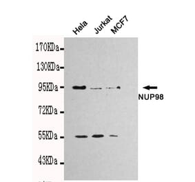 Western blot - NUP98 Monoclonal Antibody from Signalway Antibody (27111) - Antibodies.com