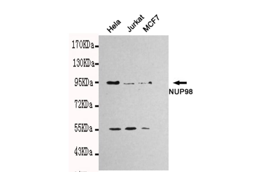 Western blot - NUP98 Monoclonal Antibody from Signalway Antibody (27111) - Antibodies.com