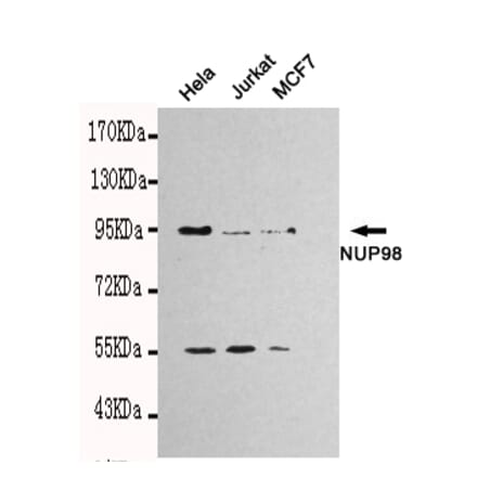 Western blot - NUP98 Monoclonal Antibody from Signalway Antibody (27111) - Antibodies.com
