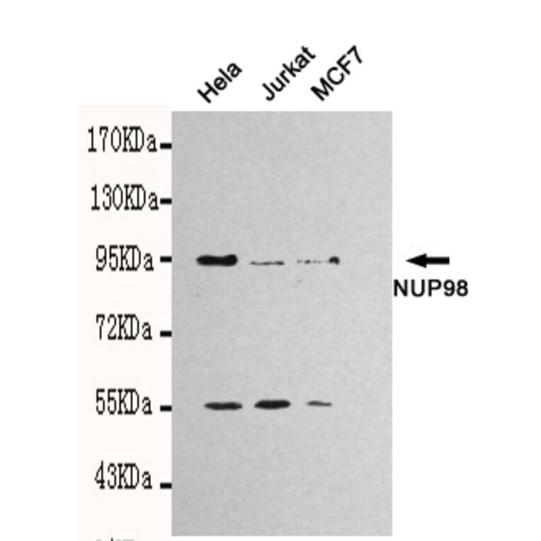 Western blot - NUP98 Monoclonal Antibody from Signalway Antibody (27111) - Antibodies.com