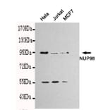 Western blot - NUP98 Monoclonal Antibody from Signalway Antibody (27111) - Antibodies.com