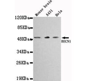 Western blot - BECN1 Monoclonal Antibody from Signalway Antibody (27117) - Antibodies.com