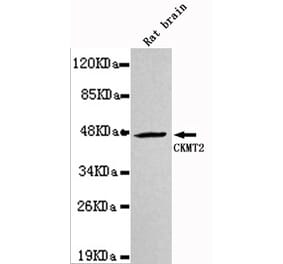 Western blot - CKMT2 Monoclonal Antibody from Signalway Antibody (27124) - Antibodies.com