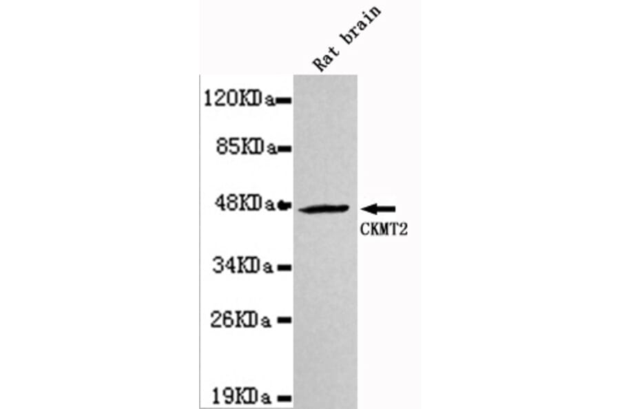 Western blot - CKMT2 Monoclonal Antibody from Signalway Antibody (27124) - Antibodies.com