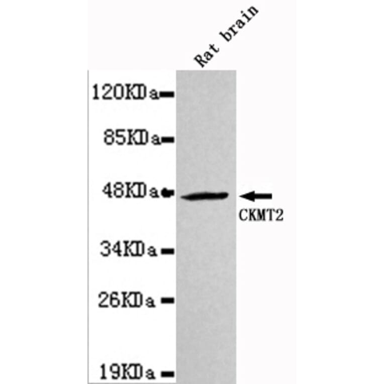Western blot - CKMT2 Monoclonal Antibody from Signalway Antibody (27124) - Antibodies.com
