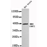 Western blot - CKMT2 Monoclonal Antibody from Signalway Antibody (27124) - Antibodies.com