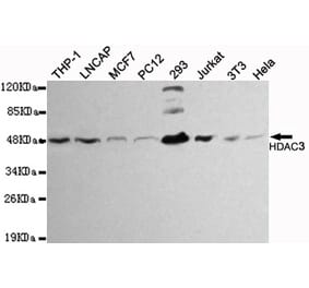 Western blot - HDAC3 Monoclonal Antibody from Signalway Antibody (27125) - Antibodies.com