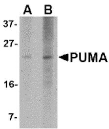 Western blot - PUMA Monoclonal Antibody from Signalway Antibody (26010) - Antibodies.com