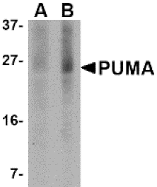 Western blot - PUMA Monoclonal Antibody from Signalway Antibody (26011) - Antibodies.com