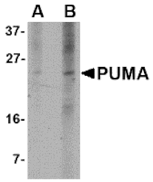 Western blot - PUMA Monoclonal Antibody from Signalway Antibody (26012) - Antibodies.com