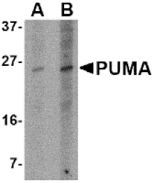 Western blot - PUMA Monoclonal Antibody from Signalway Antibody (26013) - Antibodies.com