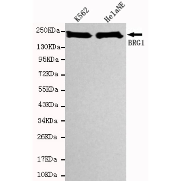 Western blot - Brgl Monoclonal Antibody from Signalway Antibody (27090) - Antibodies.com