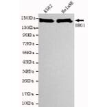 Western blot - Brgl Monoclonal Antibody from Signalway Antibody (27090) - Antibodies.com