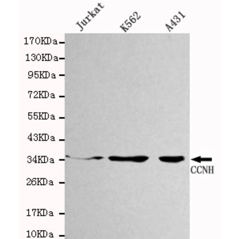 Western blot - CCNH Monoclonal Antibody from Signalway Antibody (27100) - Antibodies.com