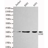 Western blot - CCNH Monoclonal Antibody from Signalway Antibody (27100) - Antibodies.com