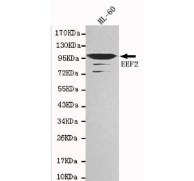 Western blot - EEF2 Monoclonal Antibody from Signalway Antibody (27102) - Antibodies.com