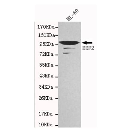 Western blot - EEF2 Monoclonal Antibody from Signalway Antibody (27102) - Antibodies.com