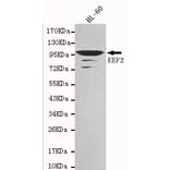 Western blot - EEF2 Monoclonal Antibody from Signalway Antibody (27102) - Antibodies.com