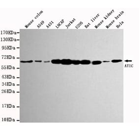 Western blot - ATIC Monoclonal Antibody from Signalway Antibody (27115) - Antibodies.com