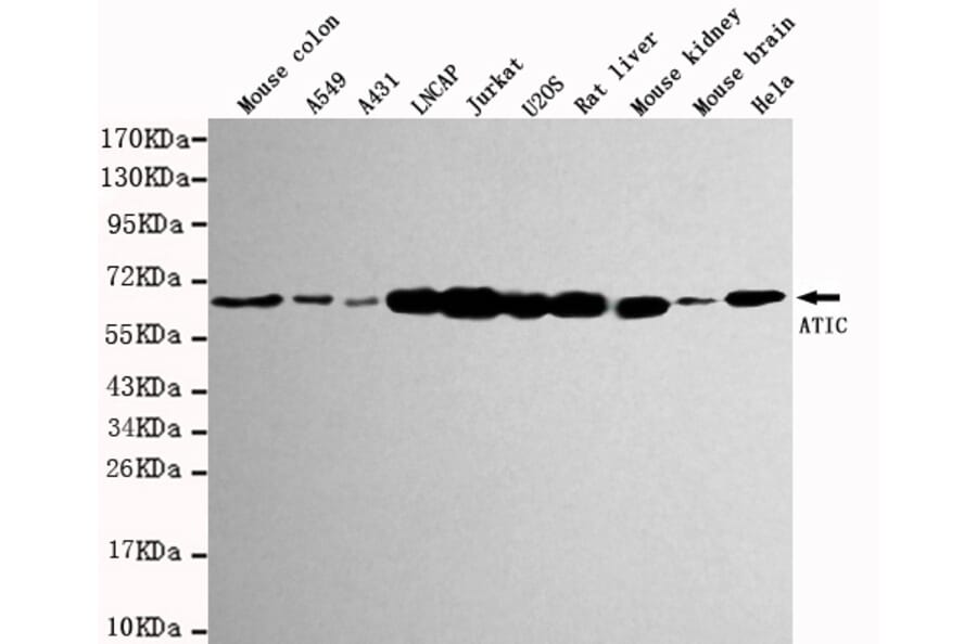 Western blot - ATIC Monoclonal Antibody from Signalway Antibody (27115) - Antibodies.com