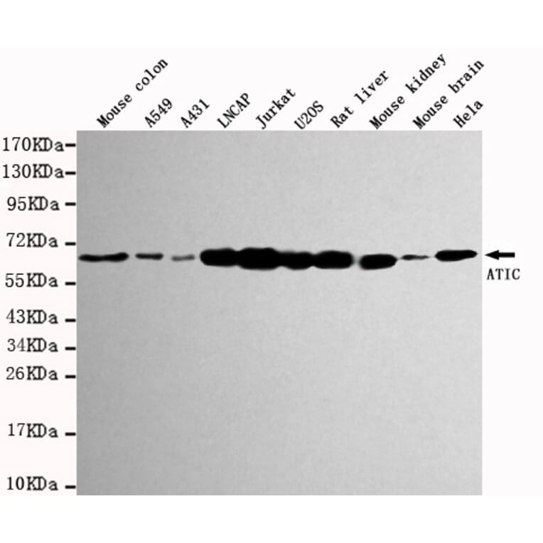 Western blot - ATIC Monoclonal Antibody from Signalway Antibody (27115) - Antibodies.com
