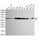 Western blot - ATIC Monoclonal Antibody from Signalway Antibody (27115) - Antibodies.com