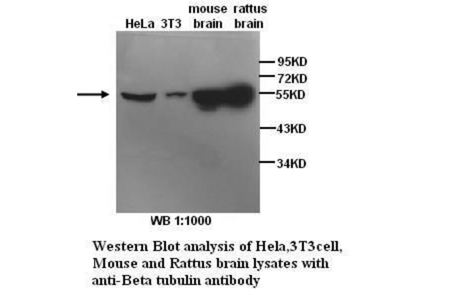 &beta;-Tubulin Antibody from Signalway Antibody (39299) - Antibodies.com