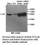 &beta;-Tubulin Antibody from Signalway Antibody (39299) - Antibodies.com